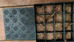 Meal Worm Pupa Container