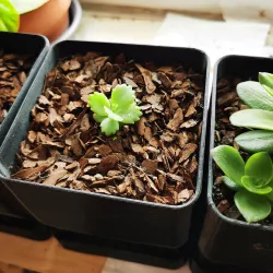 Rectangular pot