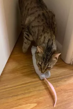Cat Food Hunting Toy