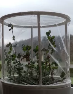 Hot_House_Plant