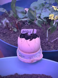 Egg Shell Planter Water Reservoir 