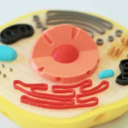 Animal Cell