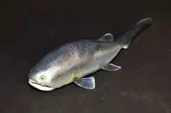 Coccosteus