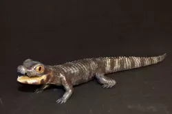 Mekosuchus