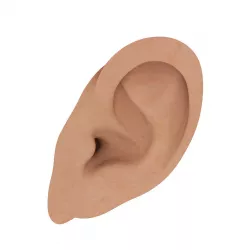 3D Ear 3D model
