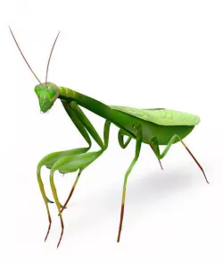 3D Grasshopper Low-poly  3D model