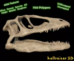 Animal Skull - PBR - Textured Low-poly  3D model