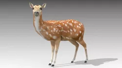 Female Deer Low-poly  3D model