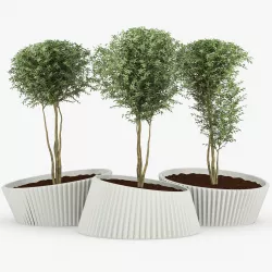 LENA tree 3D model