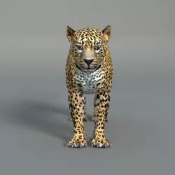 Leopard 3D model