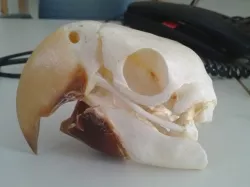 Macaw Skull