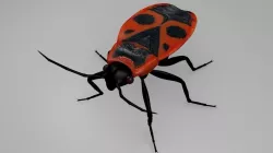 Pyrrhocoris apterus 3D model
