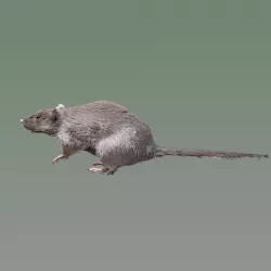 Rat Rig Low-poly  3D model