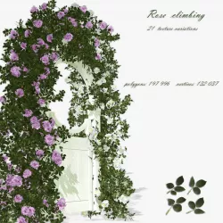 Rose climbing 3D model