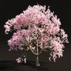 Sakura 2 3D model