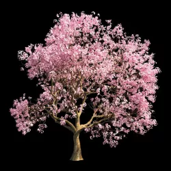 Sakura 3 3D model