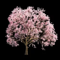 Sakura 4 3D model