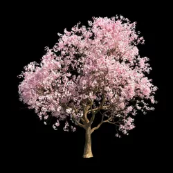 Sakura 5 3D model