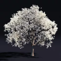 Sakura white 3D model