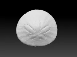 Sand Dollar Sea Urchin 3D Scan 3D model