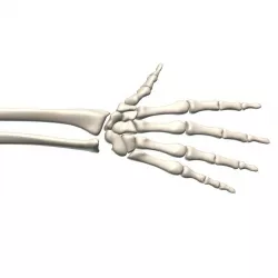 Skeleton hand human 3D model