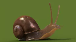 Snail 3D model