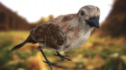sparrow 3D model