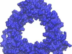 T4 Bacteriophage clamp gp45