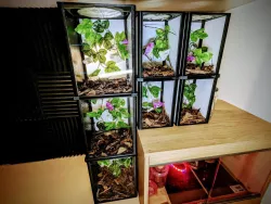 Mantis and Insect Enclosure