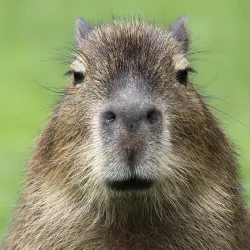 Capy