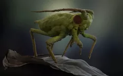 Pea aphid (Acyrthosiphon pisum)