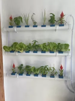 PVC Pipe indoor Hydroponics