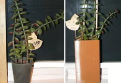 Jade Planter for Narrow Window Sill
