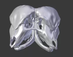 conjoined calf skull