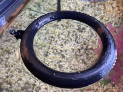 Floating Fish Feeding Ring w/ Suction Cup