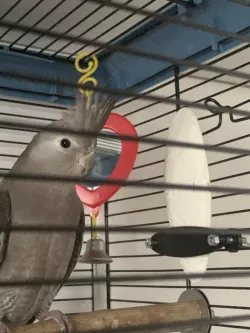 Sepia bone holder - for parrot cage