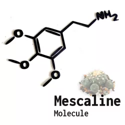 Mescaline Molecule