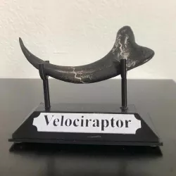 Raptor Claw Display Stand