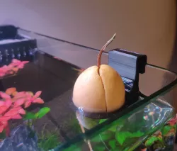 Avocado support for aquarium