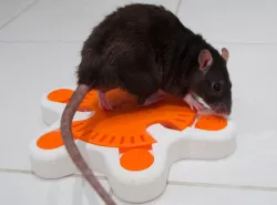 (Pet Enrichment Toy) Turntable Starfish 