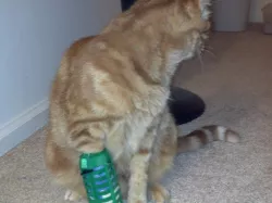Bandage Cage for Cat Leg