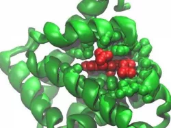 Myoglobin