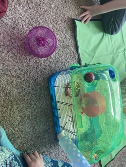 Hamster wheel with ball bearing