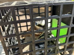 House Sparrow Trap