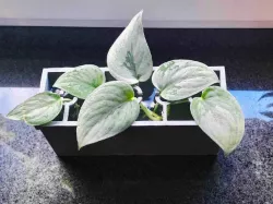 Water plant propagator - Pod
