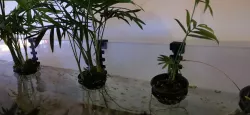 Aquarium Plant Pot Hanger _ 8mm glass
