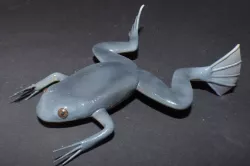 Palaeobatrachus