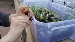Distancni podlozky pro pruhledne prepravky -  Lid spacers for transparent crates