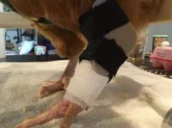 Chicken ankle splint