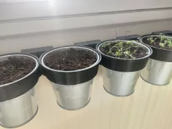 Radiator plant pot holder